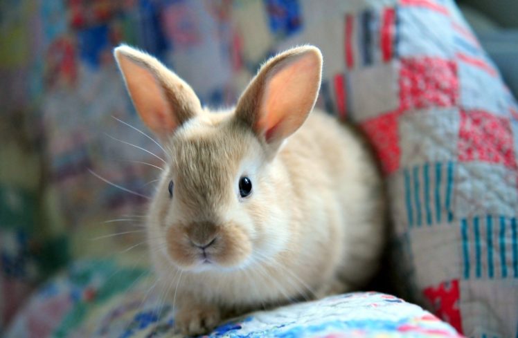bunny, Fluffy, Rabbit, Easter HD Wallpaper Desktop Background