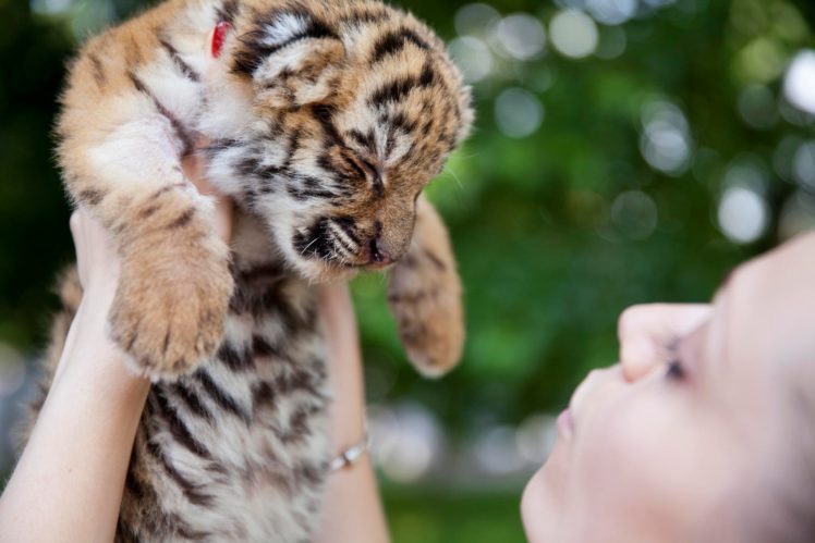 home, Tiger, Cub, Hand, Kitten, Baby HD Wallpaper Desktop Background