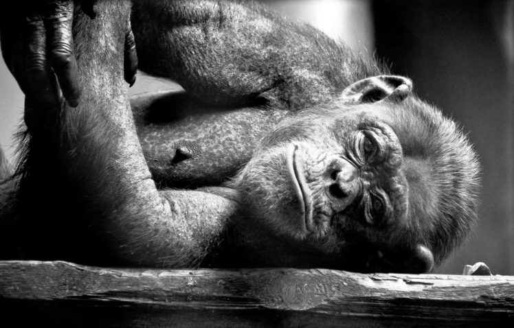 monkeys, Glance, Animals HD Wallpaper Desktop Background