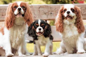 dogs, Cavalier, King, Charles, Spaniel, Puppy