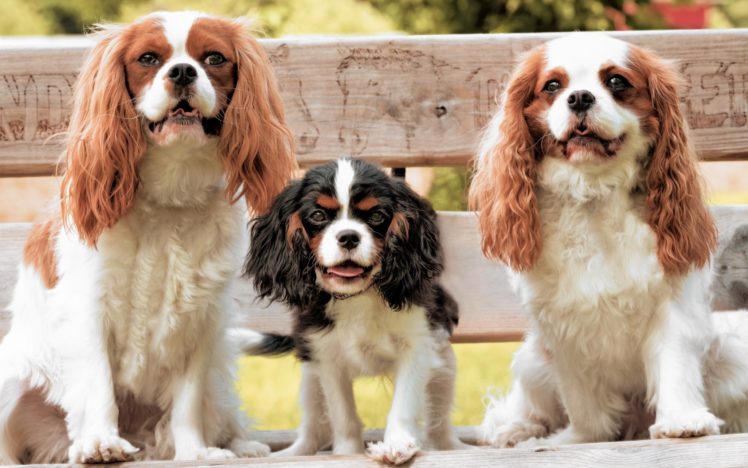 dogs, Cavalier, King, Charles, Spaniel, Puppy HD Wallpaper Desktop Background