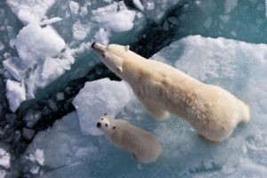 bears, Two, Ice, Animals, Polar, Bear