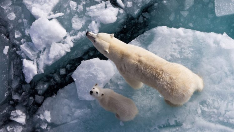 bears, Two, Ice, Animals, Polar, Bear HD Wallpaper Desktop Background