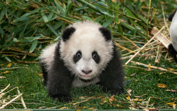 babies, Cubs, Panda, Eyes HD Wallpaper Desktop Background