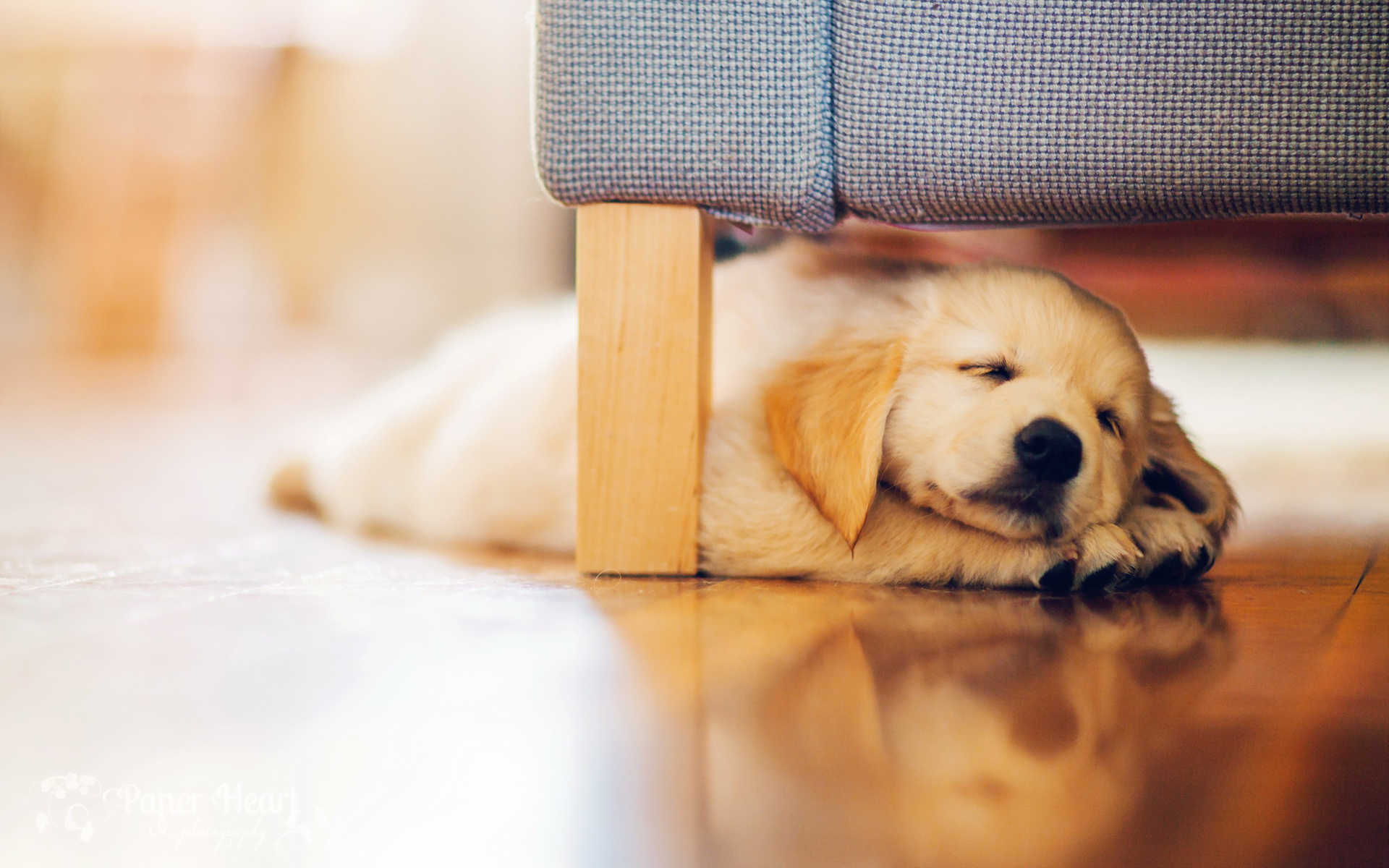 dog, Sleep, Puppy Wallpaper