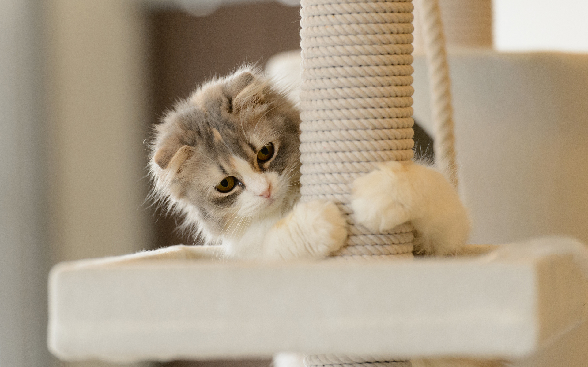kitten, Babies Wallpaper