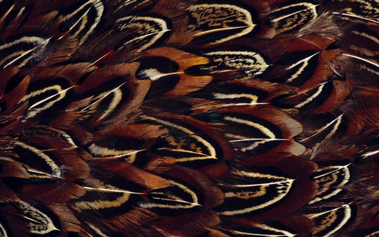 feathers, Bird HD Wallpaper Desktop Background