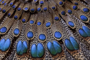 feathers, Peacock, Light, Background, Texture