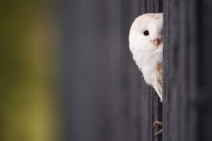 white, Owl