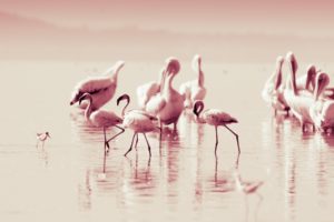 flamingo, Lakes, Reflection, Water, Pink