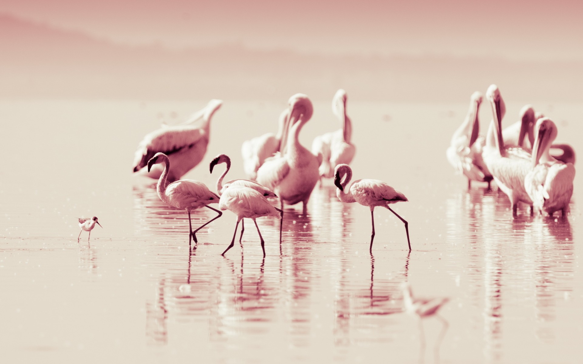 flamingo, Lakes, Reflection, Water, Pink Wallpaper