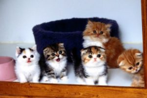 kittens, Cats, Cute