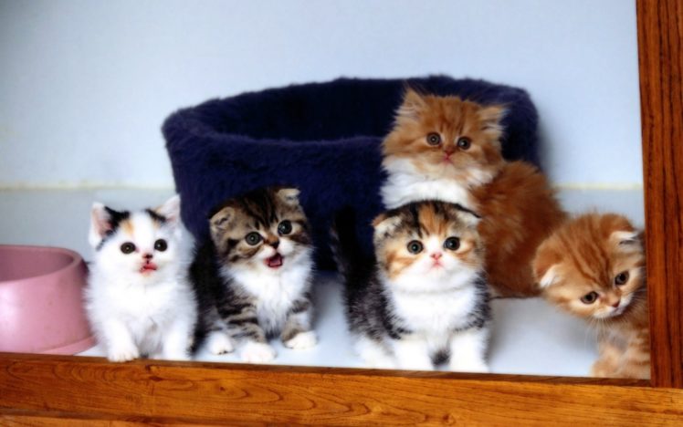 kittens, Cats, Cute HD Wallpaper Desktop Background