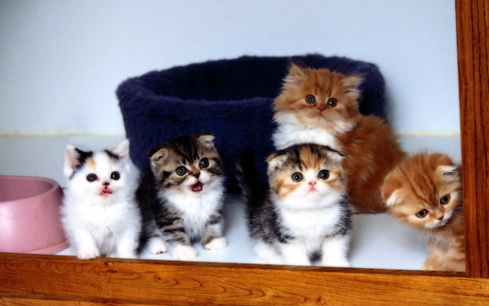 kittens, Cats, Cute Wallpaper