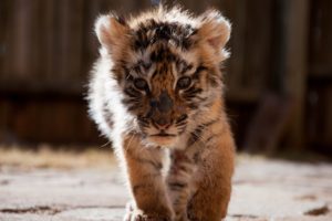 tiger, Cub, Face, Eyes, Cute, Cats