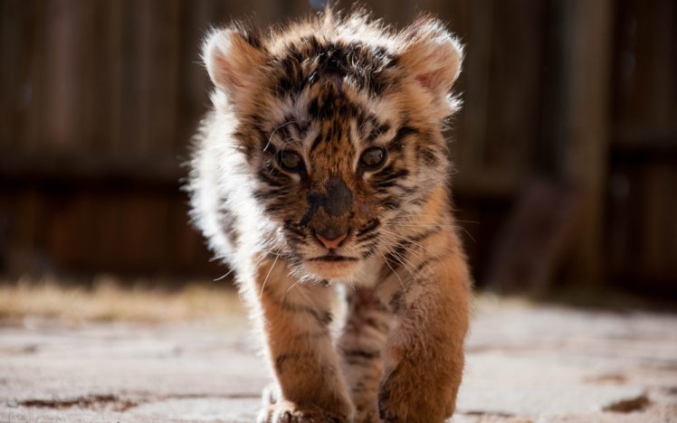 tiger, Cub, Face, Eyes, Cute, Cats HD Wallpaper Desktop Background