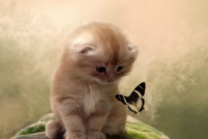 butterfly, Kitten, Cat