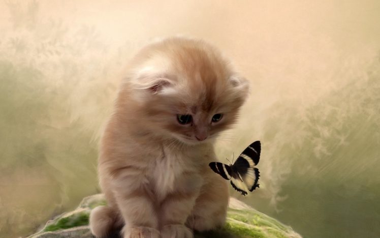 butterfly, Kitten, Cat HD Wallpaper Desktop Background