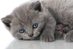 cat, Kitten, Gray, Blue, Eyes