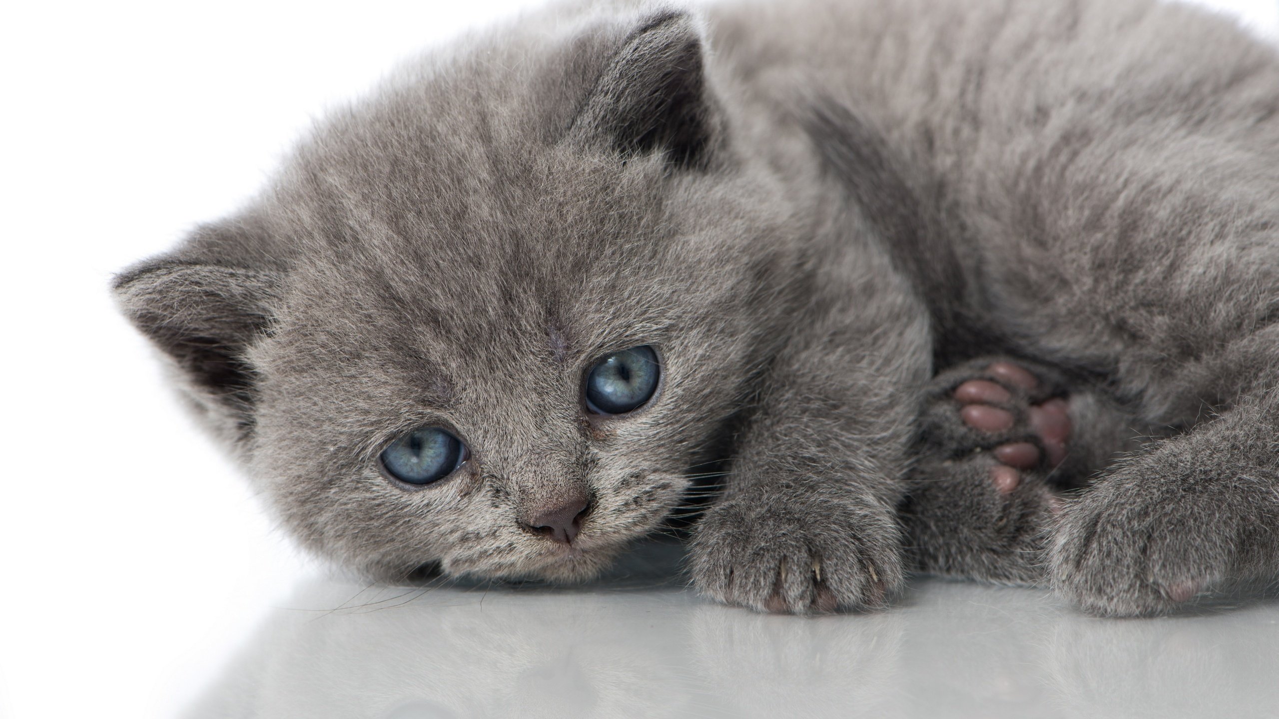 cat, Kitten, Gray, Blue, Eyes Wallpapers HD / Desktop and Mobile