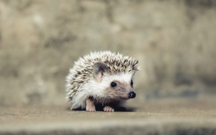 hedgehog, Baby, Animal HD Wallpaper Desktop Background