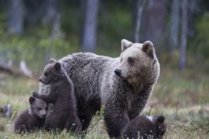 bear, Bears, Cubs, Family