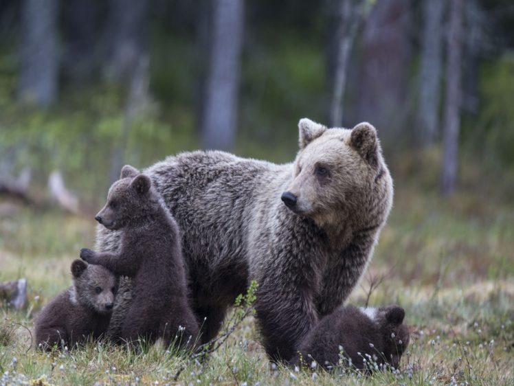 bear, Bears, Cubs, Family HD Wallpaper Desktop Background