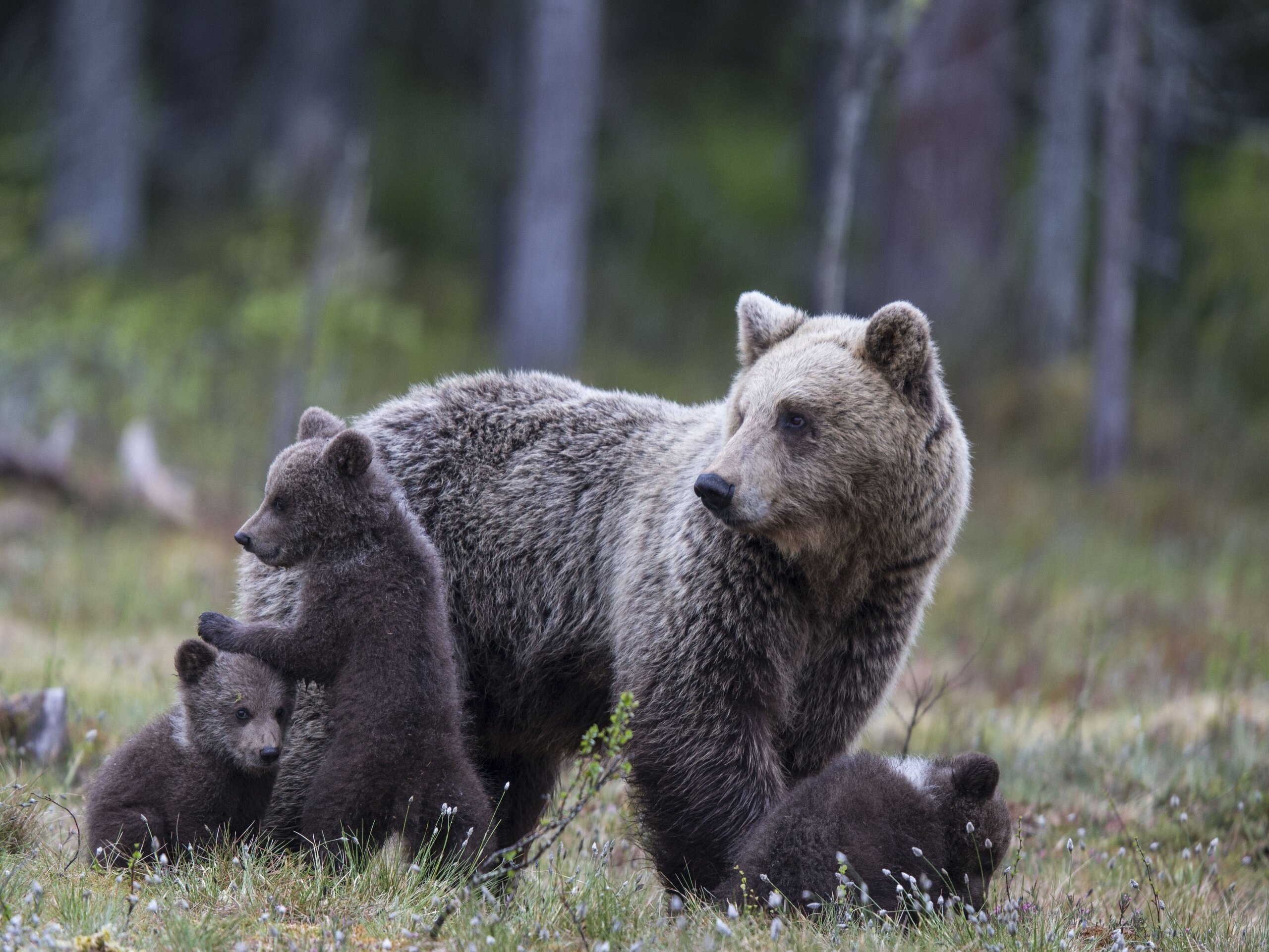 bear, Bears, Cubs, Family Wallpaper