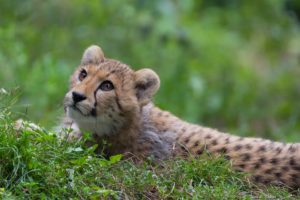 cheetah, Wild, Cat, Predator, Eyes, Grass