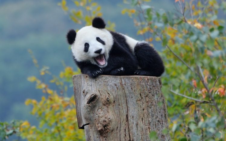 panda, Cub, Stump HD Wallpaper Desktop Background