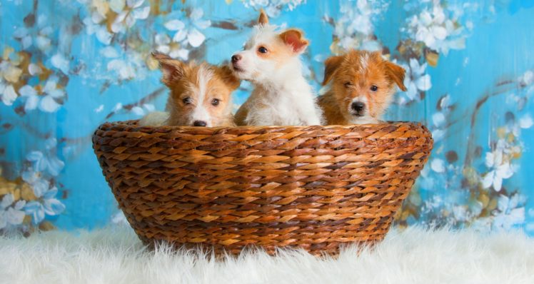 dogs, Puppies, Puppy, Baby HD Wallpaper Desktop Background