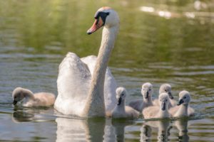 swan, Family, Mom, Chicks