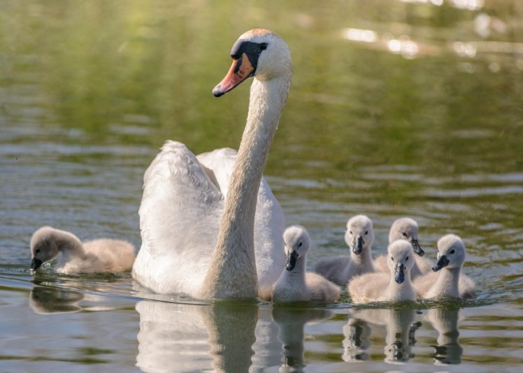 swan, Family, Mom, Chicks HD Wallpaper Desktop Background