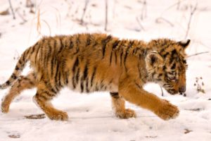 cute, Baby, Tiger, In, Snow, Winter