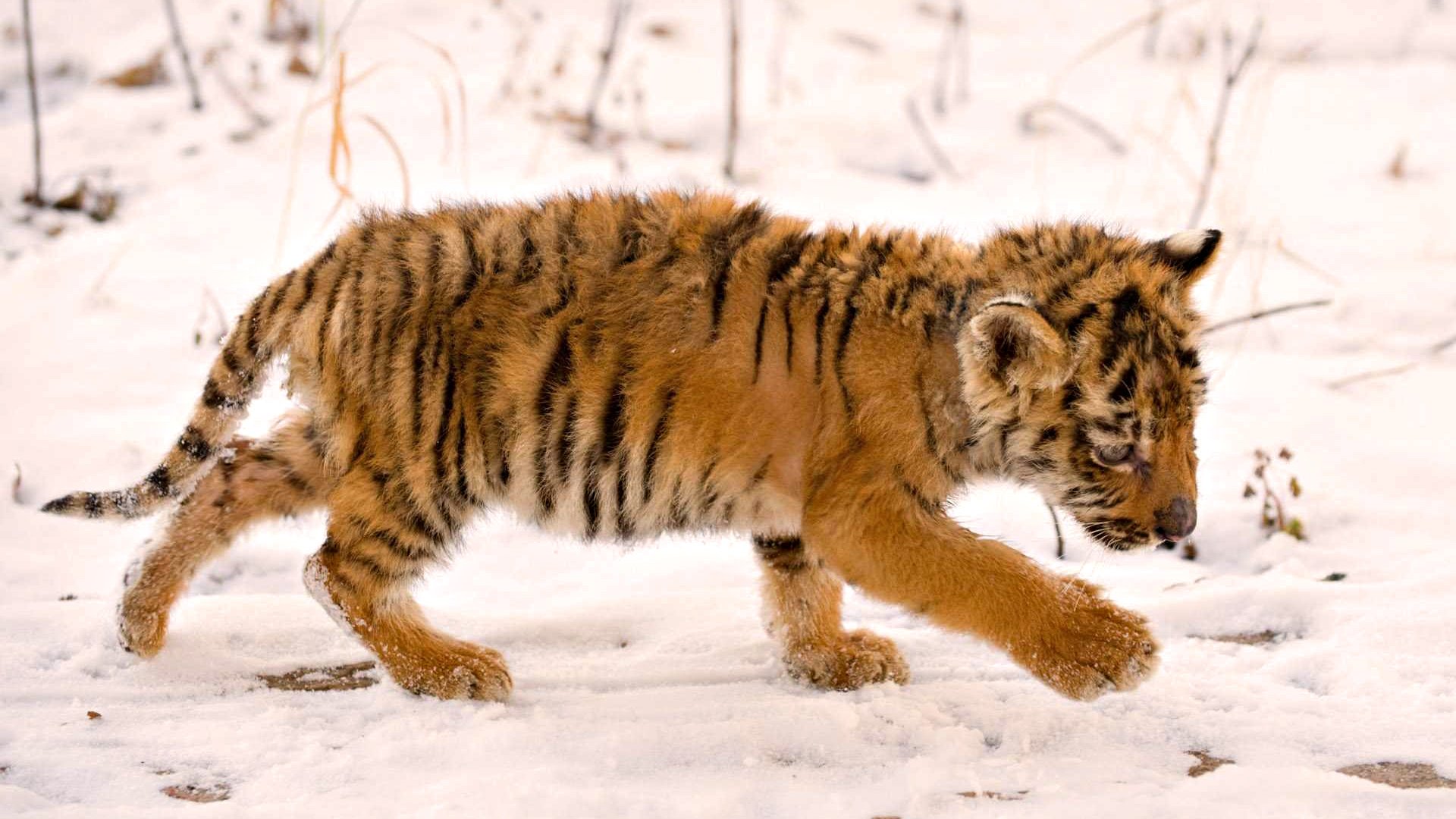 cute, Baby, Tiger, In, Snow, Winter Wallpaper