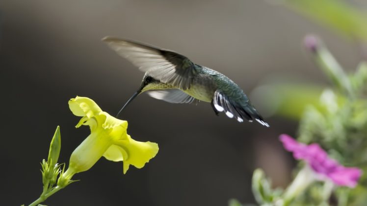 flowers, Birds, Pink, Hummingbird, Yellow HD Wallpaper Desktop Background