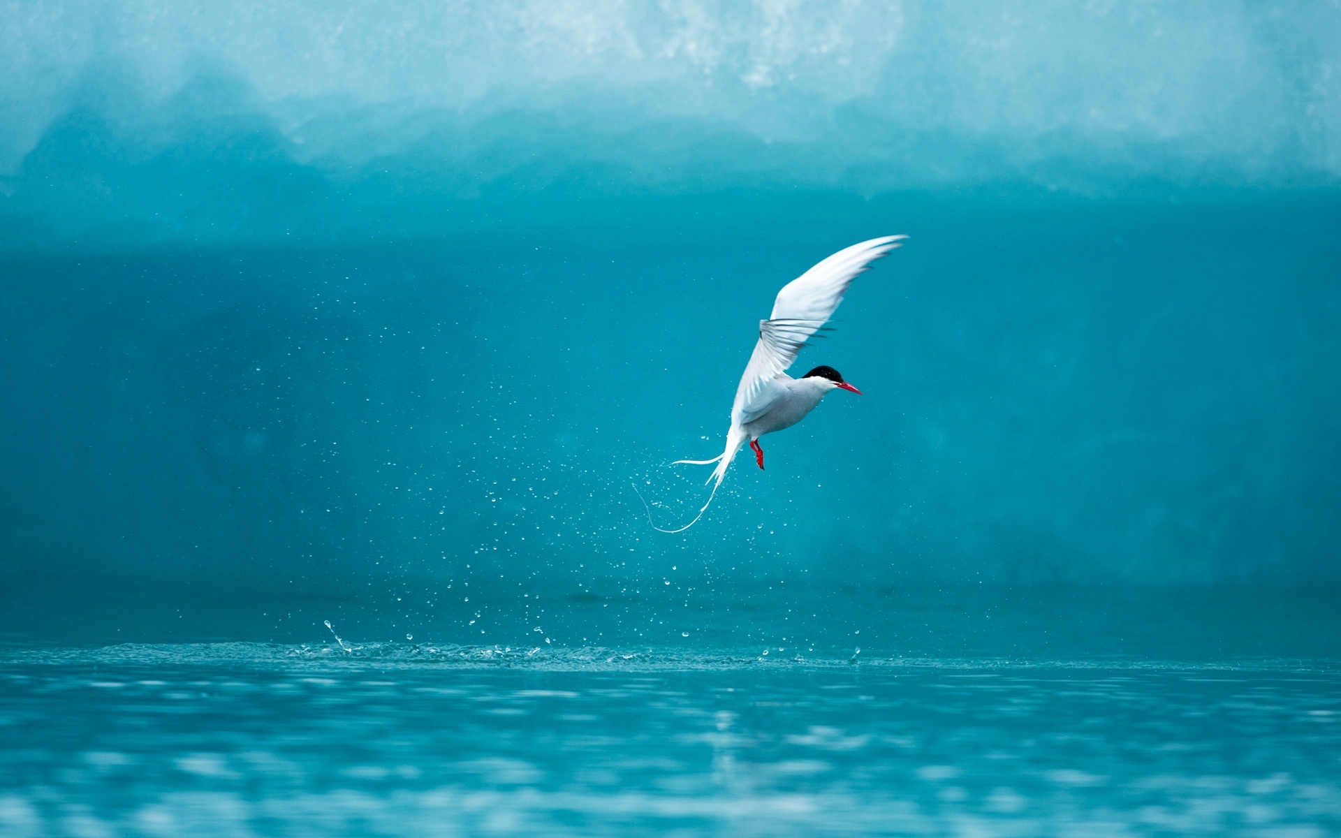 arctic, Tern Wallpaper