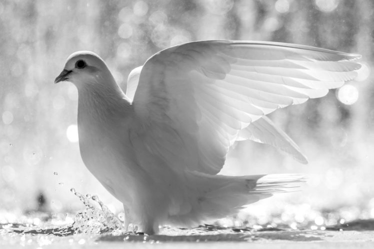 white, Bird, Wings, Feathers, Water, Spray, Dove, Drops HD Wallpaper Desktop Background