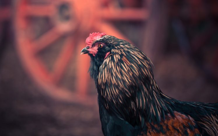 chickens HD Wallpaper Desktop Background