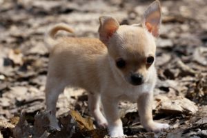 animal, Dog, Chihuahua, Little