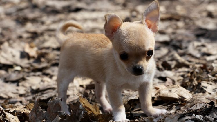 animal, Dog, Chihuahua, Little HD Wallpaper Desktop Background