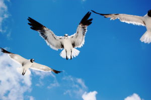 seagulls, Attack