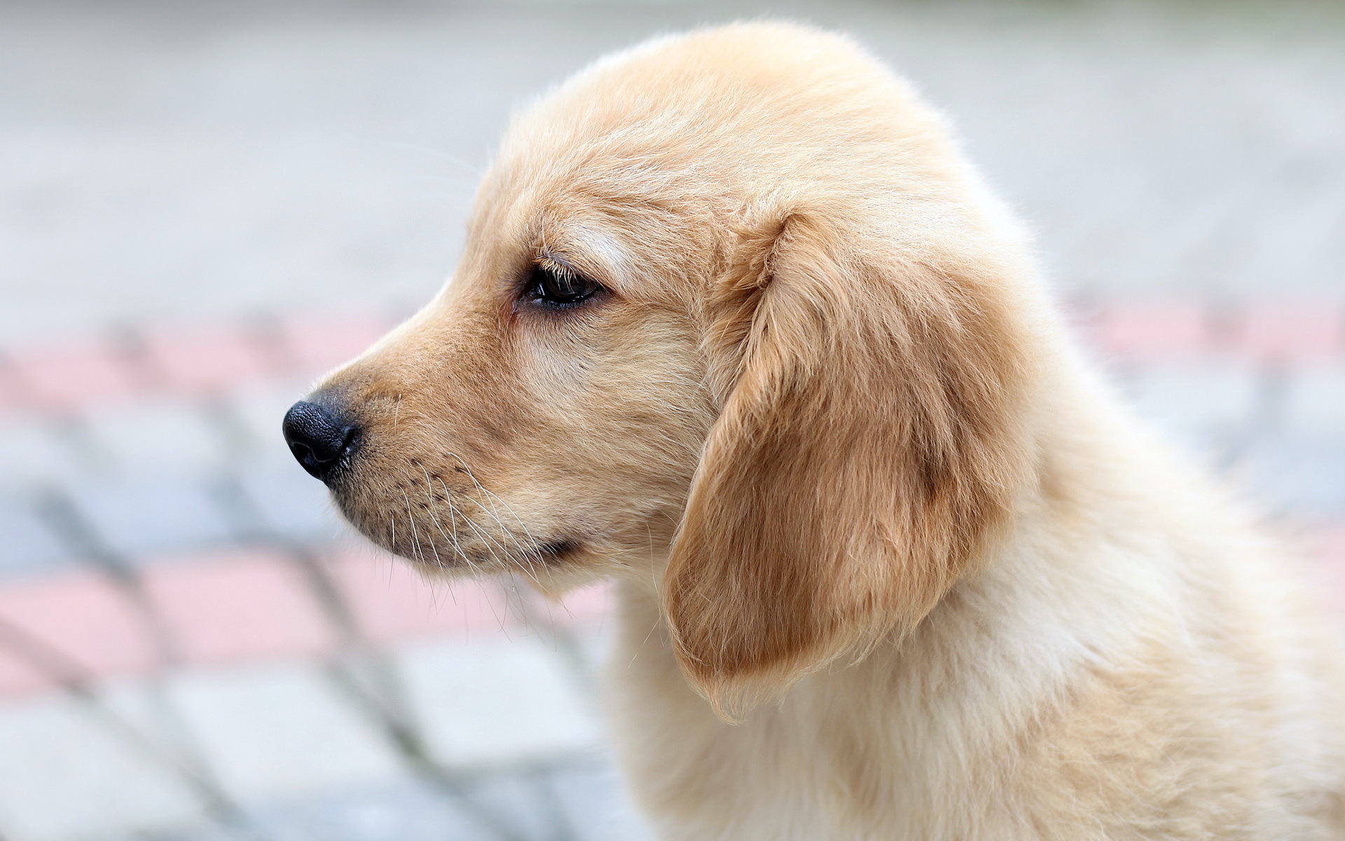 dog, Puppy, Retriever Wallpaper