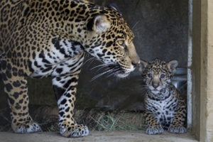 jaguar, Wild, Cat, Cub
