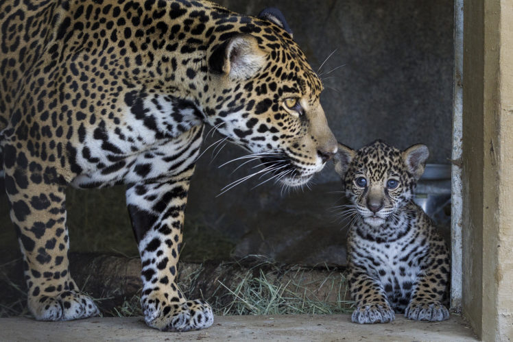 jaguar, Wild, Cat, Cub HD Wallpaper Desktop Background