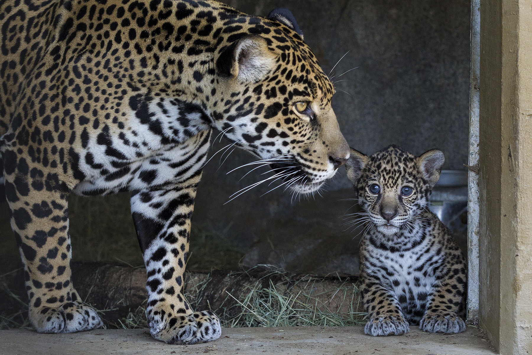 jaguar, Wild, Cat, Cub Wallpaper