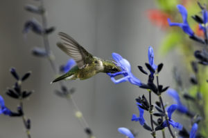 bird, Field, Flower, Macro, Blue, Hummingbirds