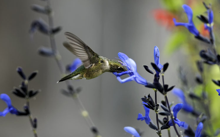 bird, Field, Flower, Macro, Blue, Hummingbirds HD Wallpaper Desktop Background