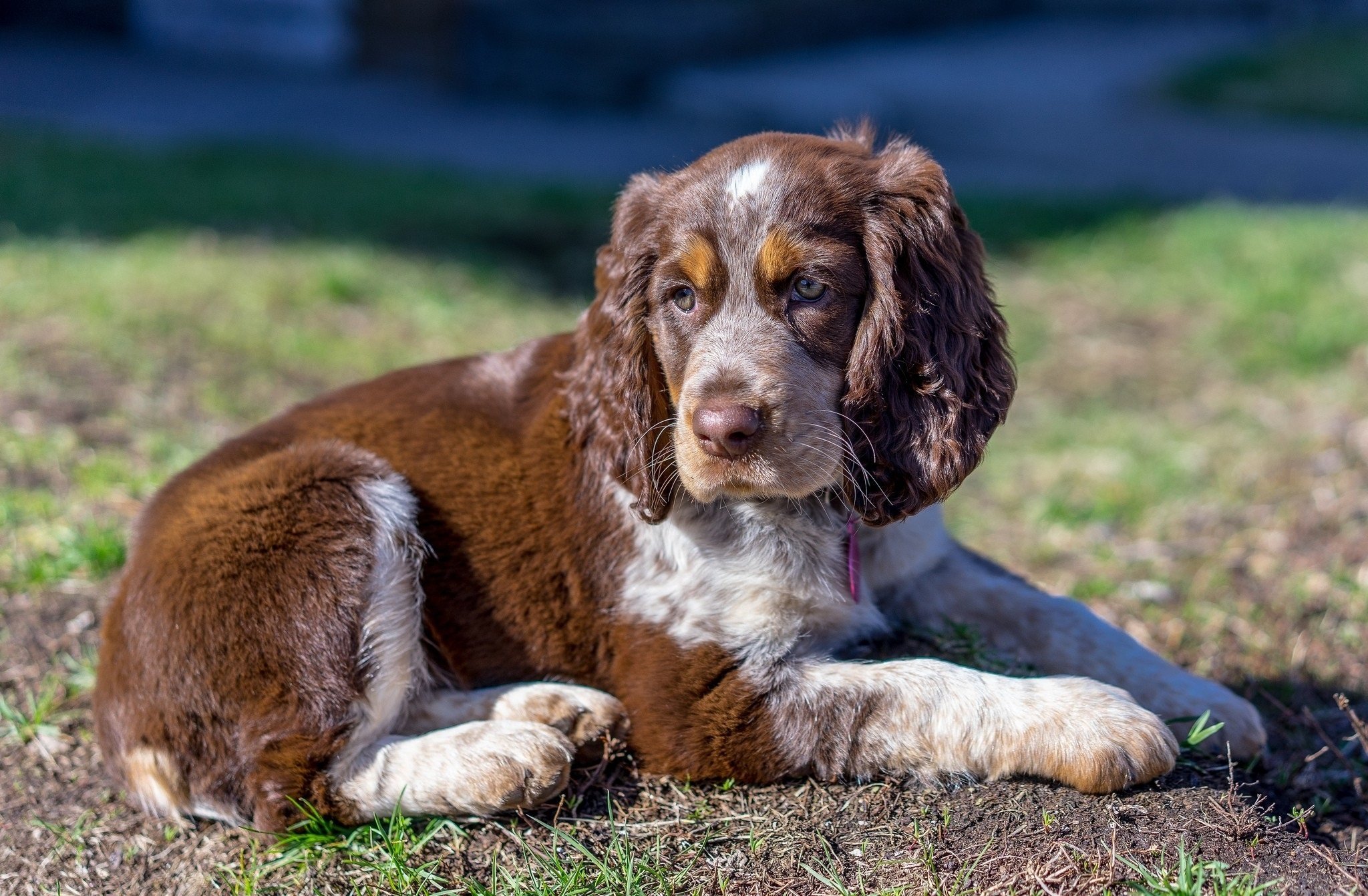 brown, Dog, Curly Wallpapers HD / Desktop and Mobile Backgrounds