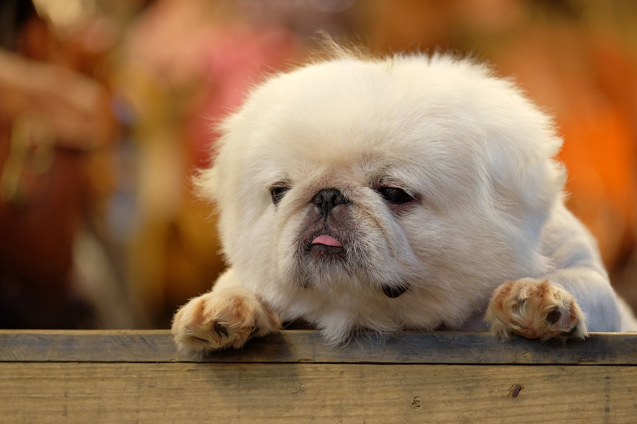fluffy, Puppy, Tongue Wallpaper